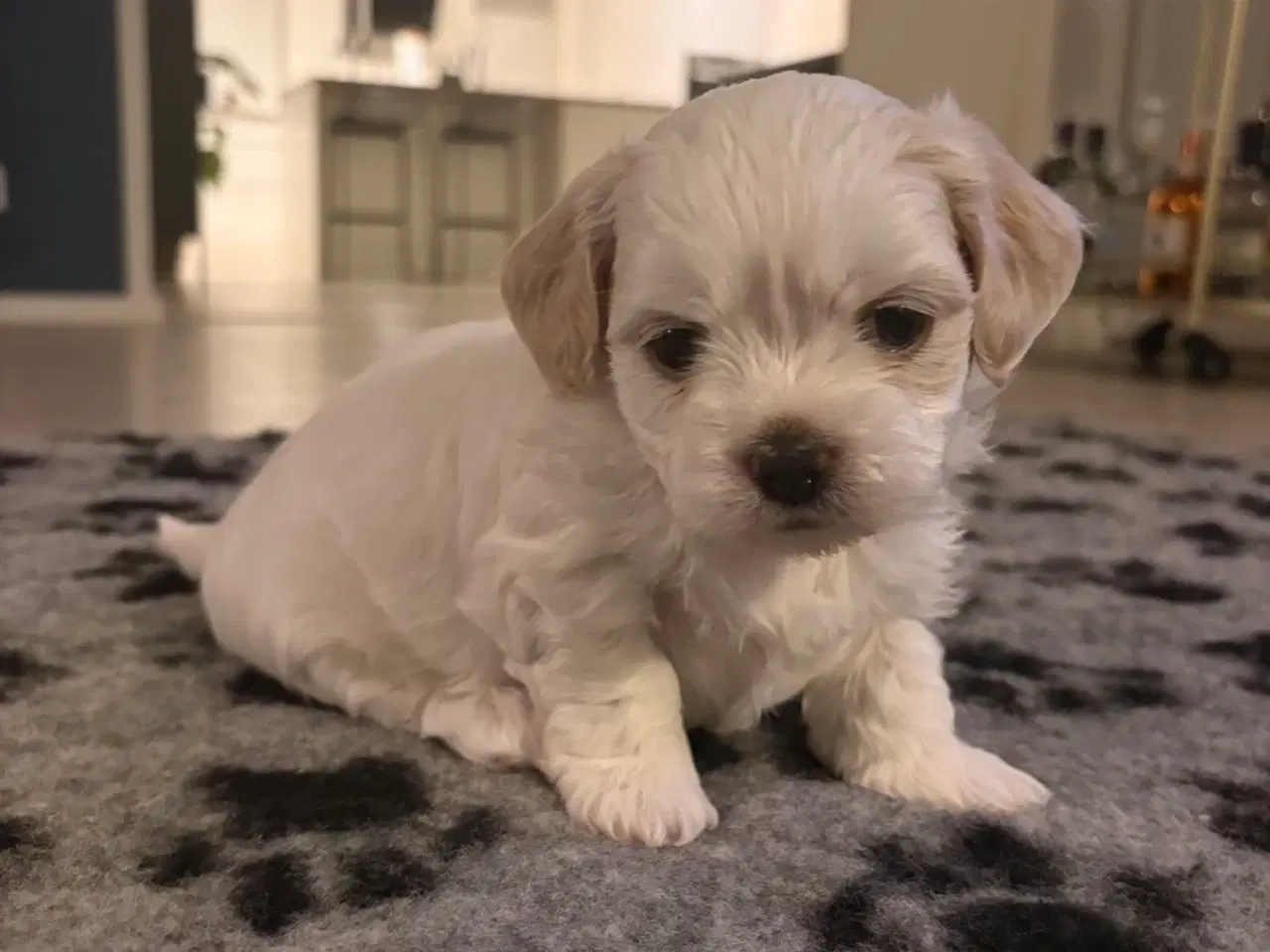 Billede 5 - Havashu-hvalp (Bichon Havanais og Shih Tzu)