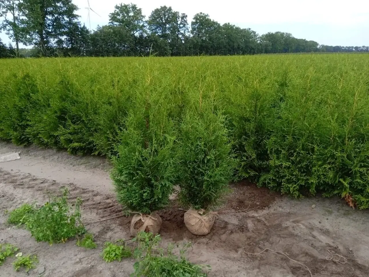 Billede 1 - 100 stk. Conifers Thuja Brabant 80-100 cm.