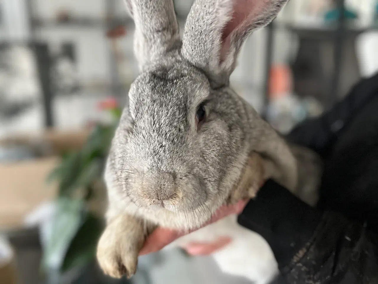 Billede 1 - Chinchilla belgisk kæmpe 