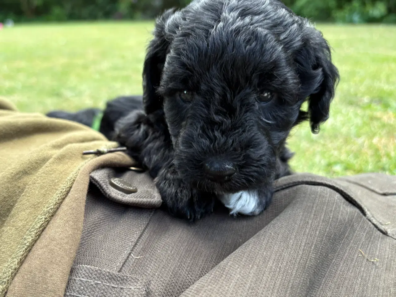 Billede 12 - Goldendoodle