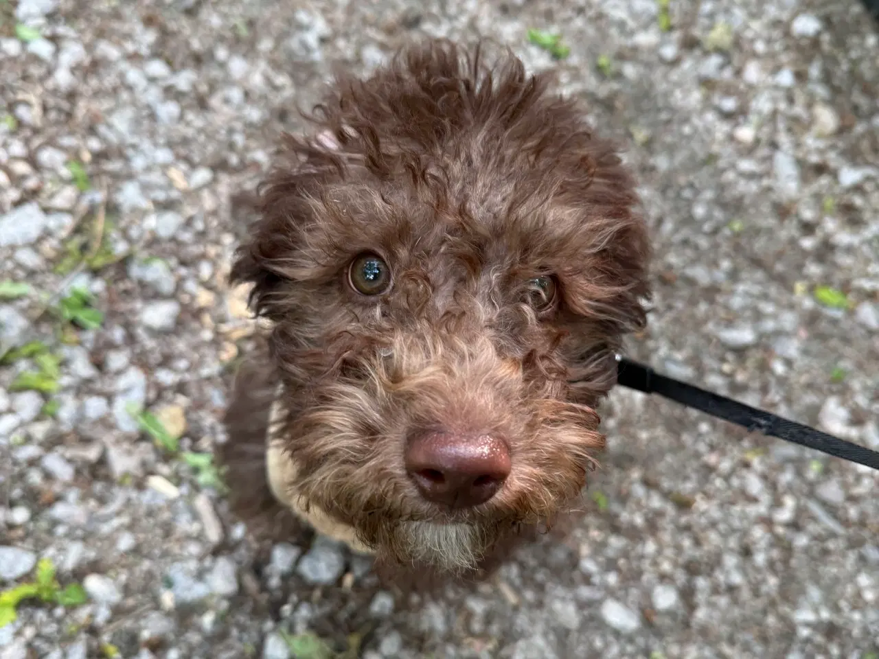 Billede 3 - Hvalp - mørkebrun labradoodle sælges