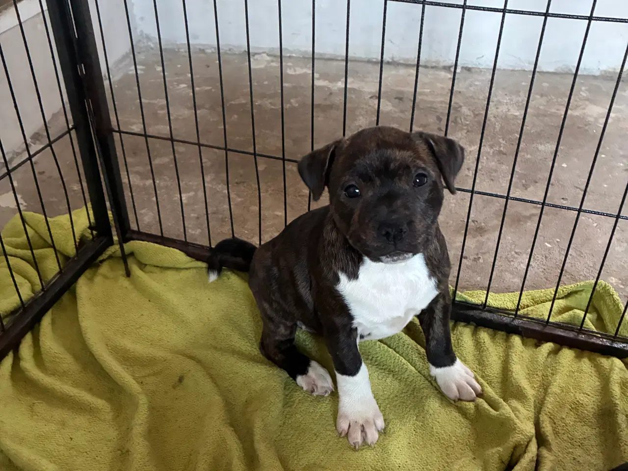 Billede 8 - Staff tæve 12 uger sidste tilbage