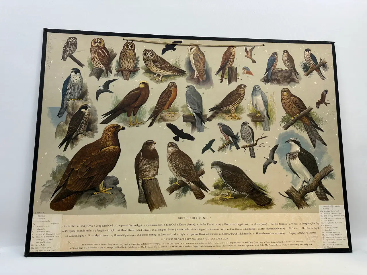 Billede 2 - Vintage skoleplanche (Ugler og rovfugle)