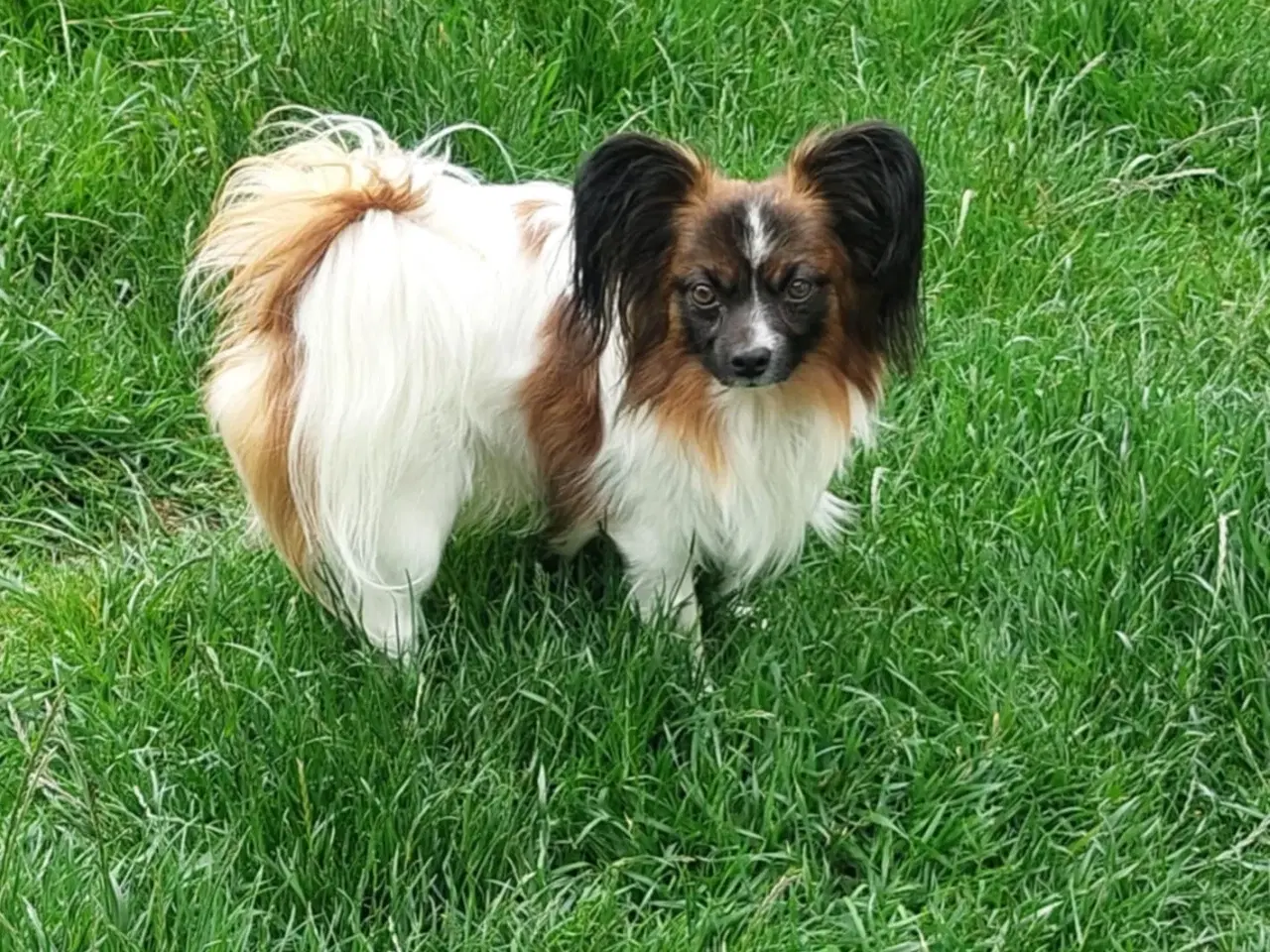 Billede 2 - Papillon dreng 3 år