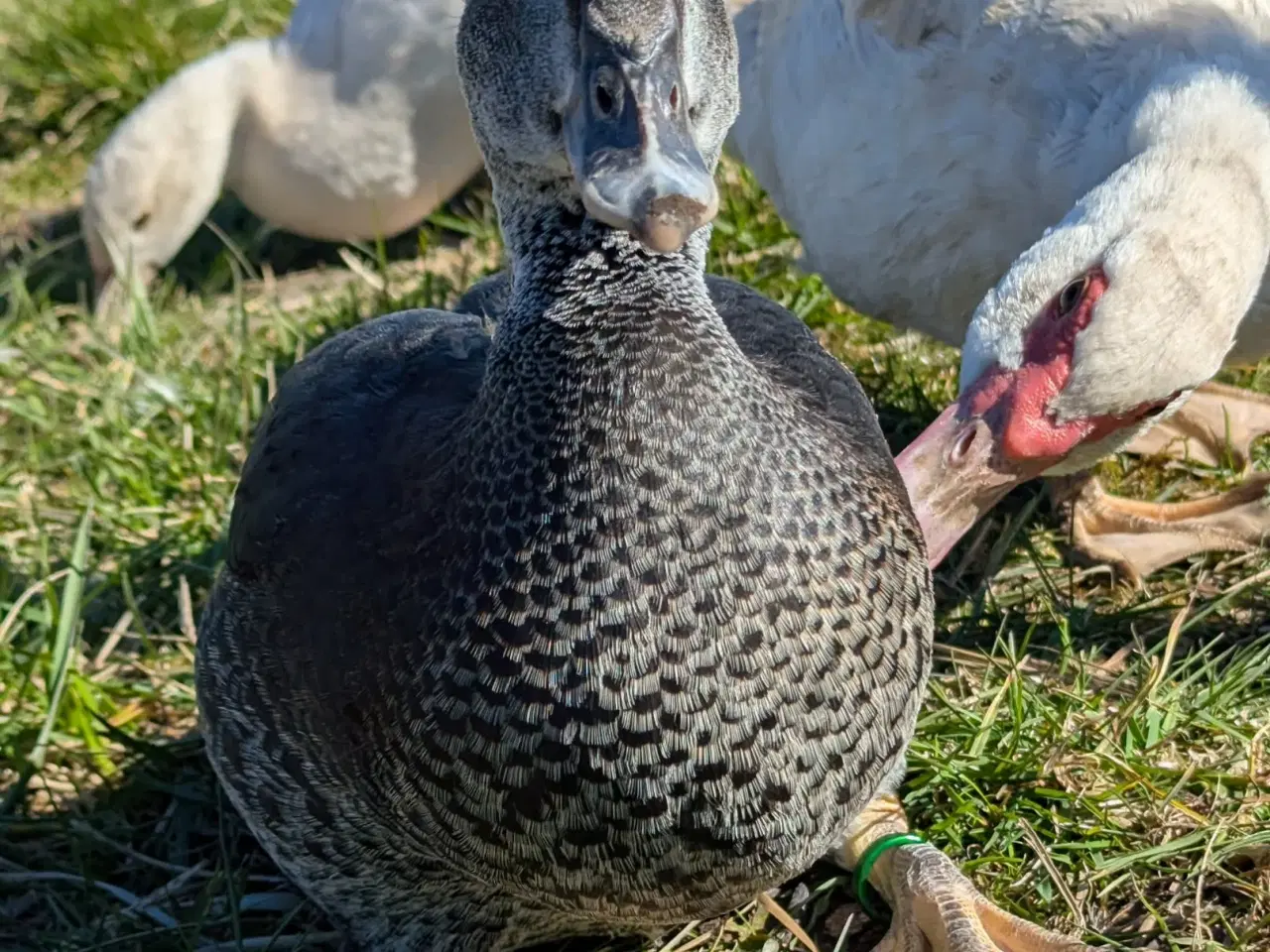 Billede 7 - Moskusænder ællinger tillidsfulde