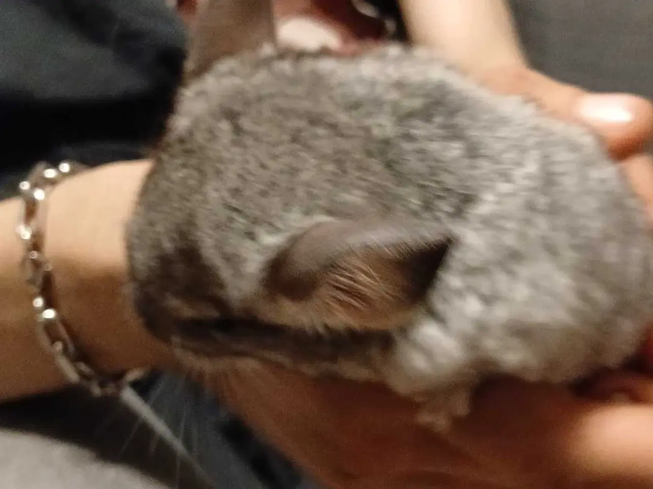 Billede 7 - Chinchilla 