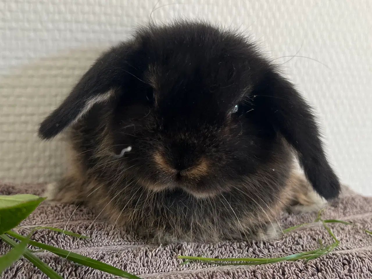 Billede 1 - Minilop unge 