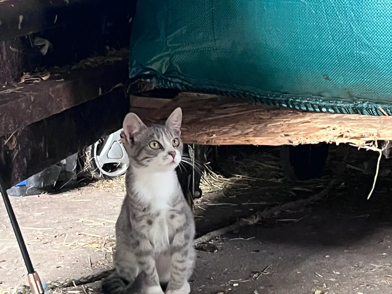 Billede 4 - Katte killinger