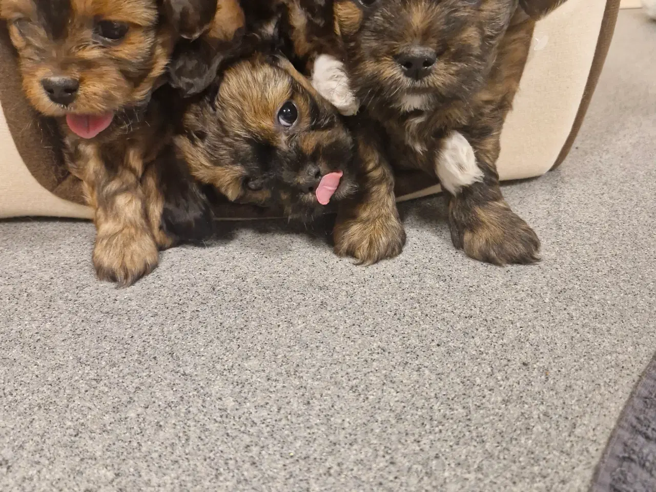 Billede 3 - Bichon havanais blandingshvalpe