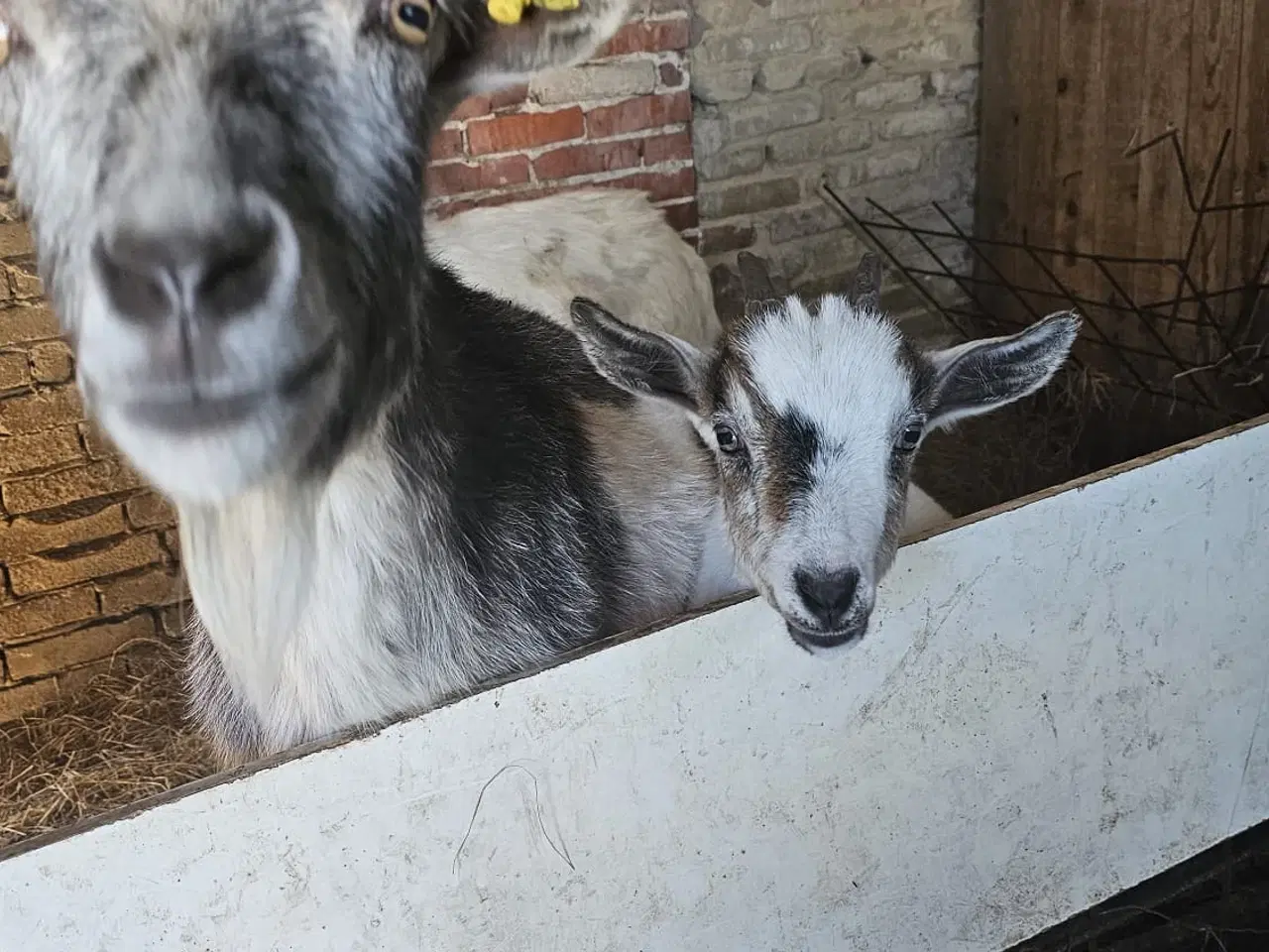 Billede 1 - Ged med kid 