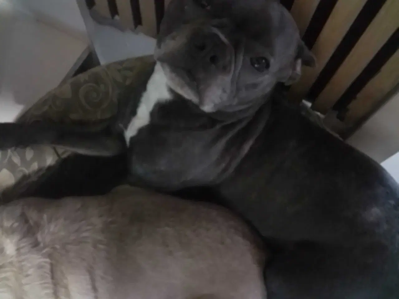 Billede 1 - Blandings tæve