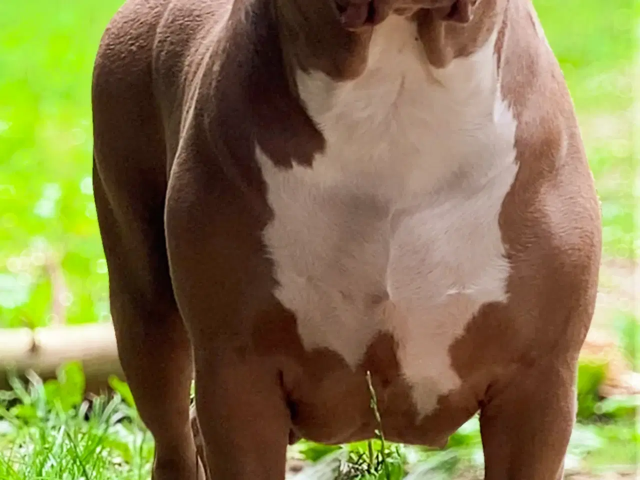 Billede 12 - American Bully XL hvalpe