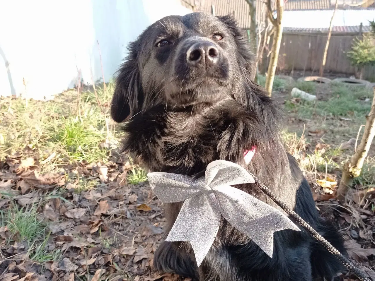 Billede 3 - Astrid fra A-holdet - Mild og kærlig