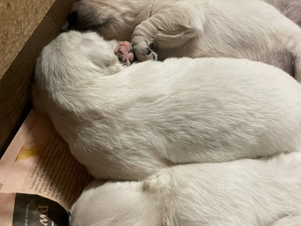 Billede 17 - Golden Retreiver hvalpe