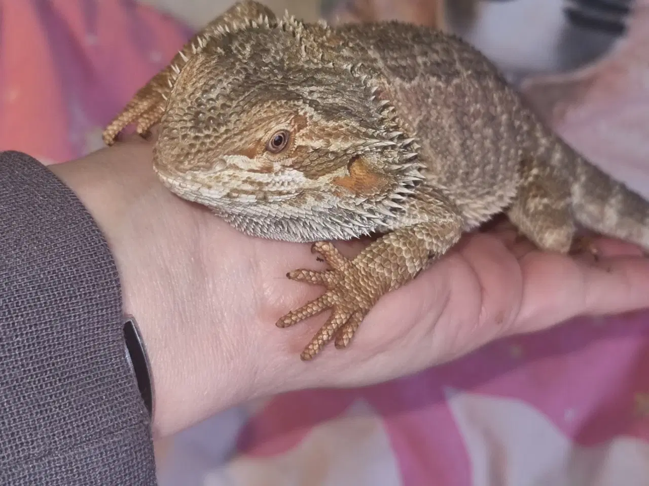 Billede 2 - Skægagamer (alm str)