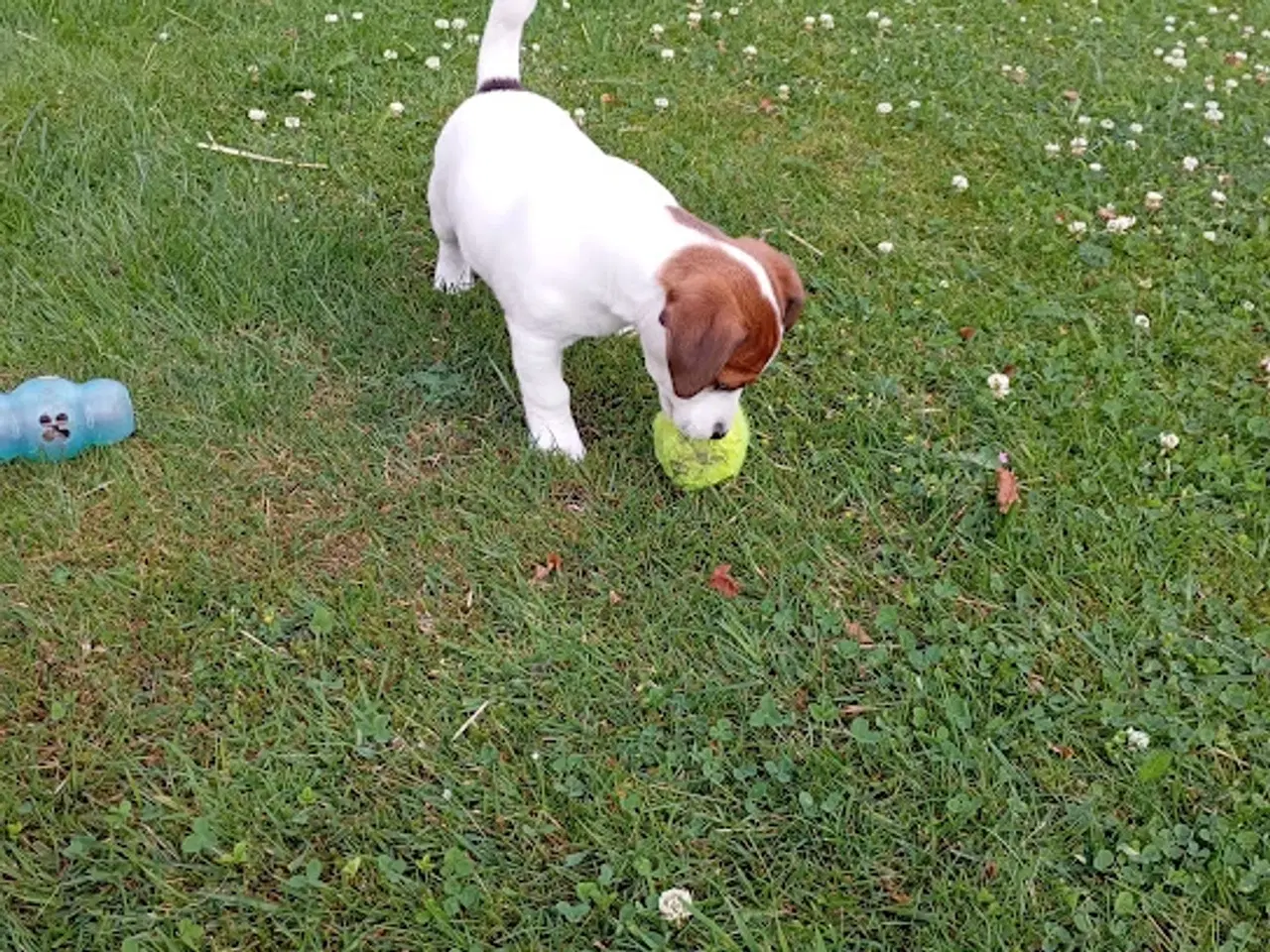 Billede 3 - Jack Russel Terrier