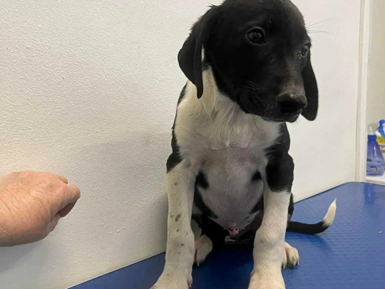 Billede 3 - Skønne Joey søger familie