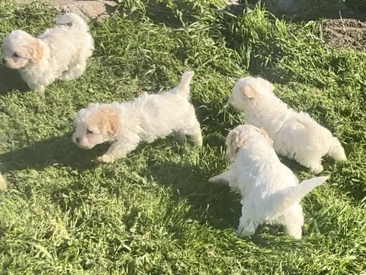 Billede 4 - Blandingshvalpe Malteser / Shih Tzu