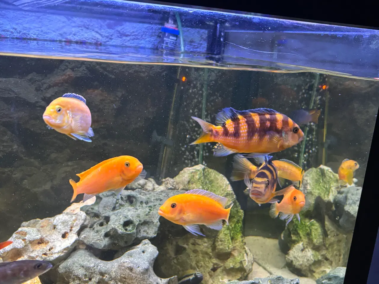 Billede 4 - Cichlide akvarie 320 liter 