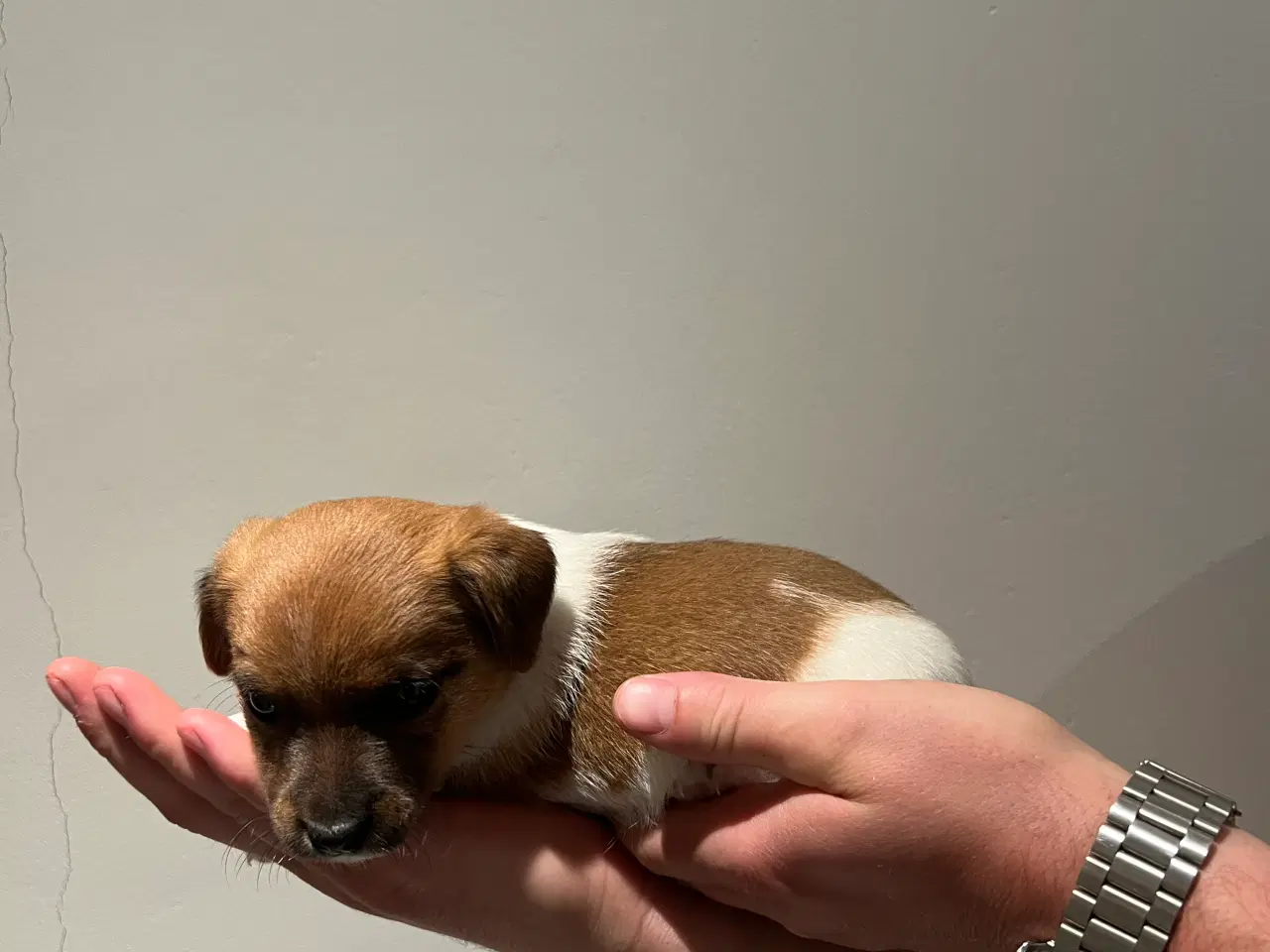 Billede 6 - Jack Russel Hvalpen