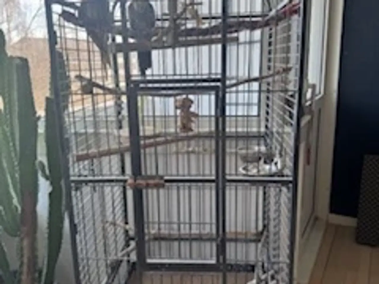 Billede 2 - Nymfeparakitpar søger nyt hjem - med bur