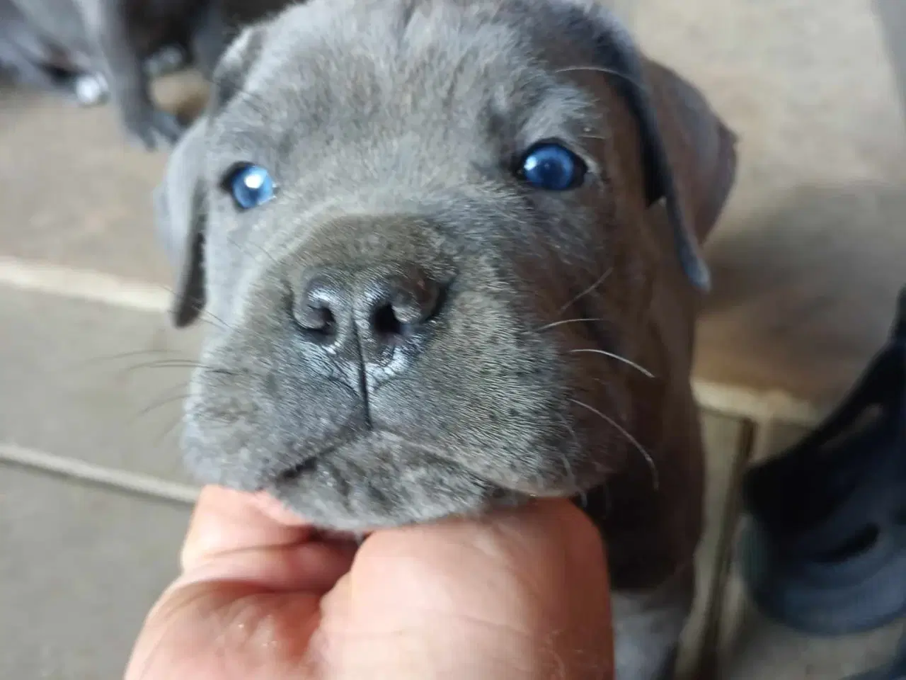 Billede 10 - Cane Corso Italiano hvalp 