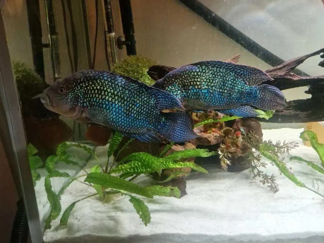 Billede 4 - Jack dempsey