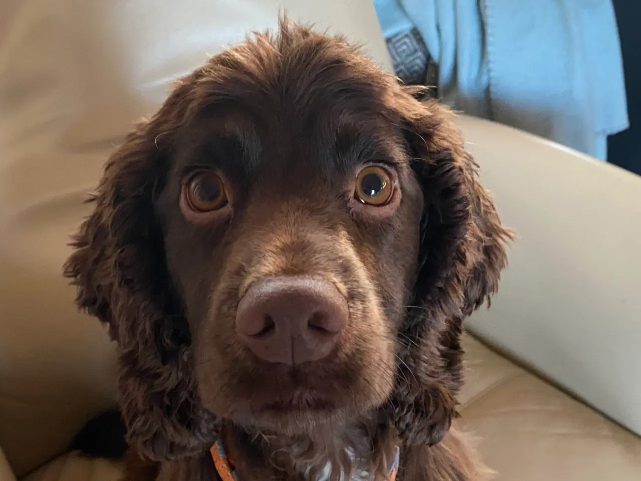 Billede 1 - Smuk og glad, lille engelsk cocker tæve