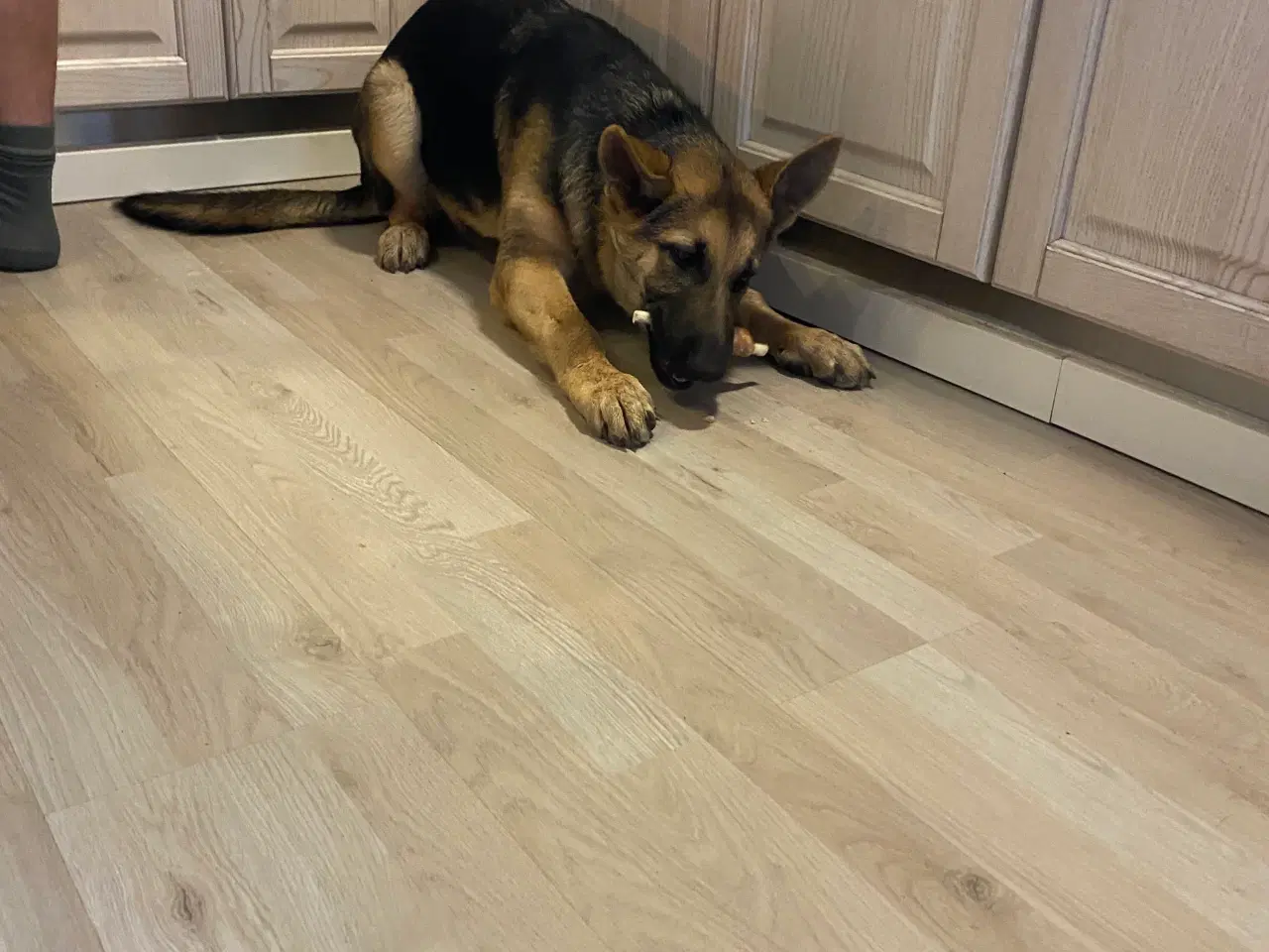 Billede 9 - Lækker dejlig schæferhund hvalp søger nyt hjem 