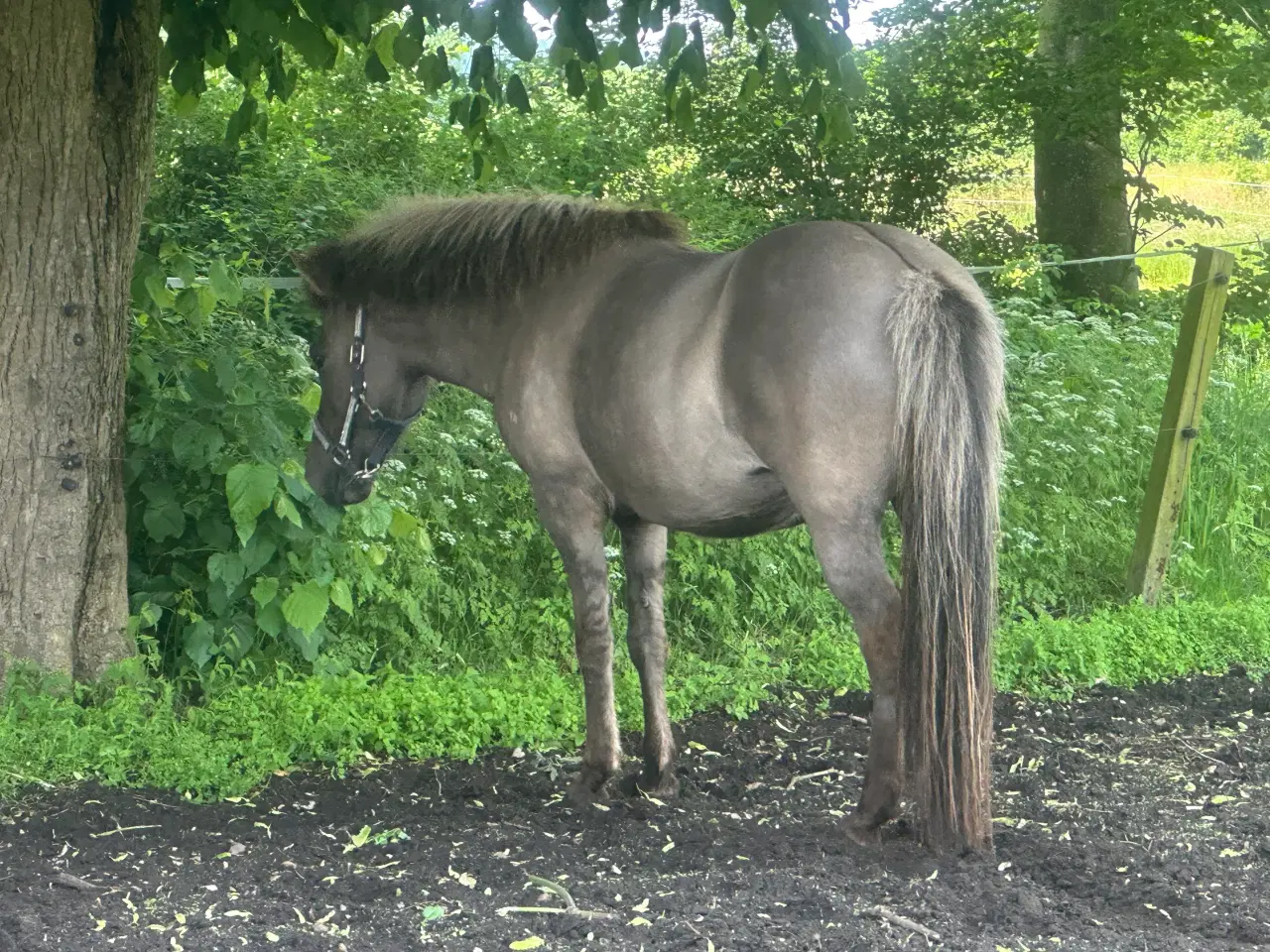 Billede 2 - Smuk sortblak hoppe 