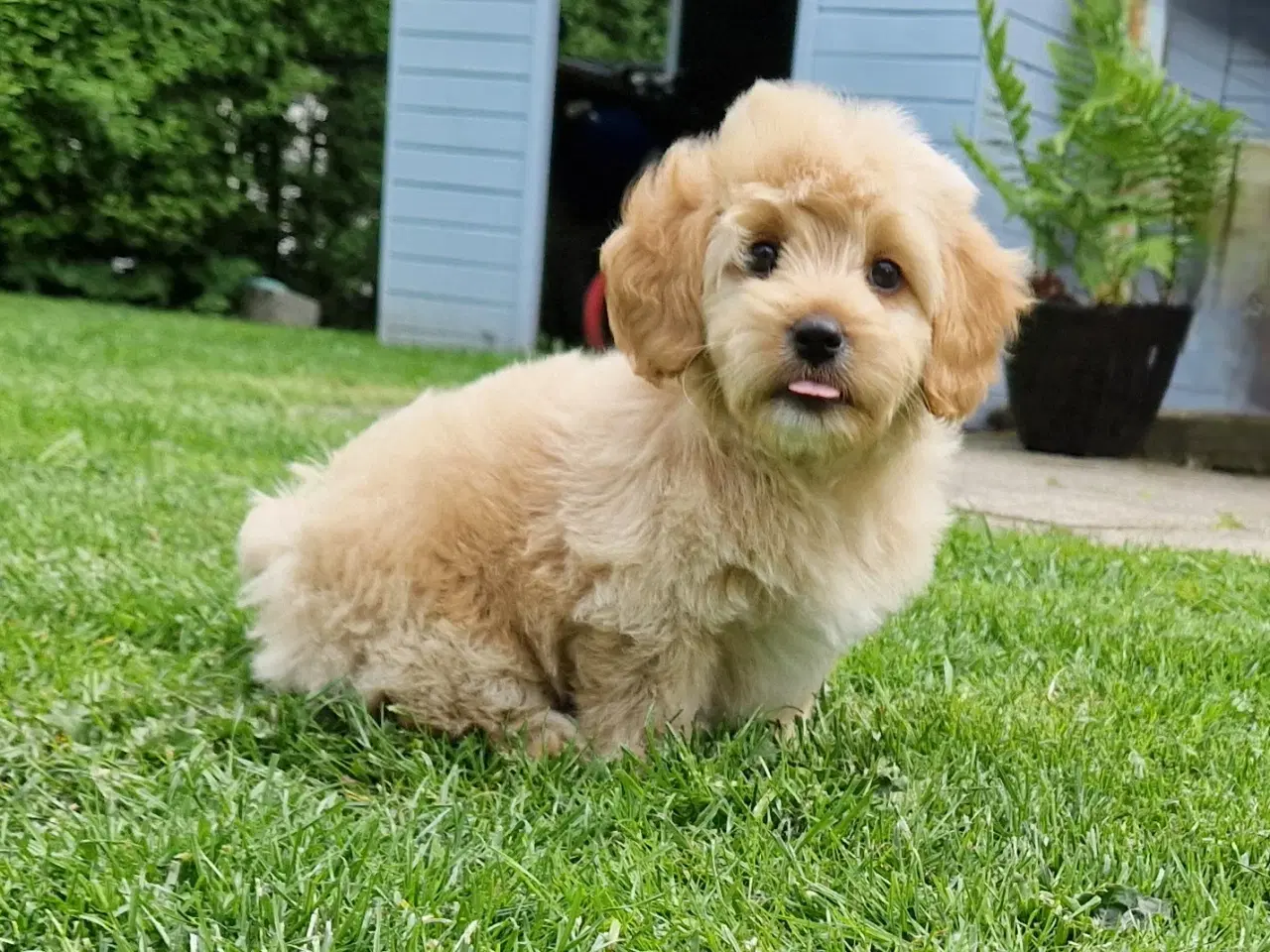 Billede 9 - Havapoo Bamser Puddel & Bichon Havanais
