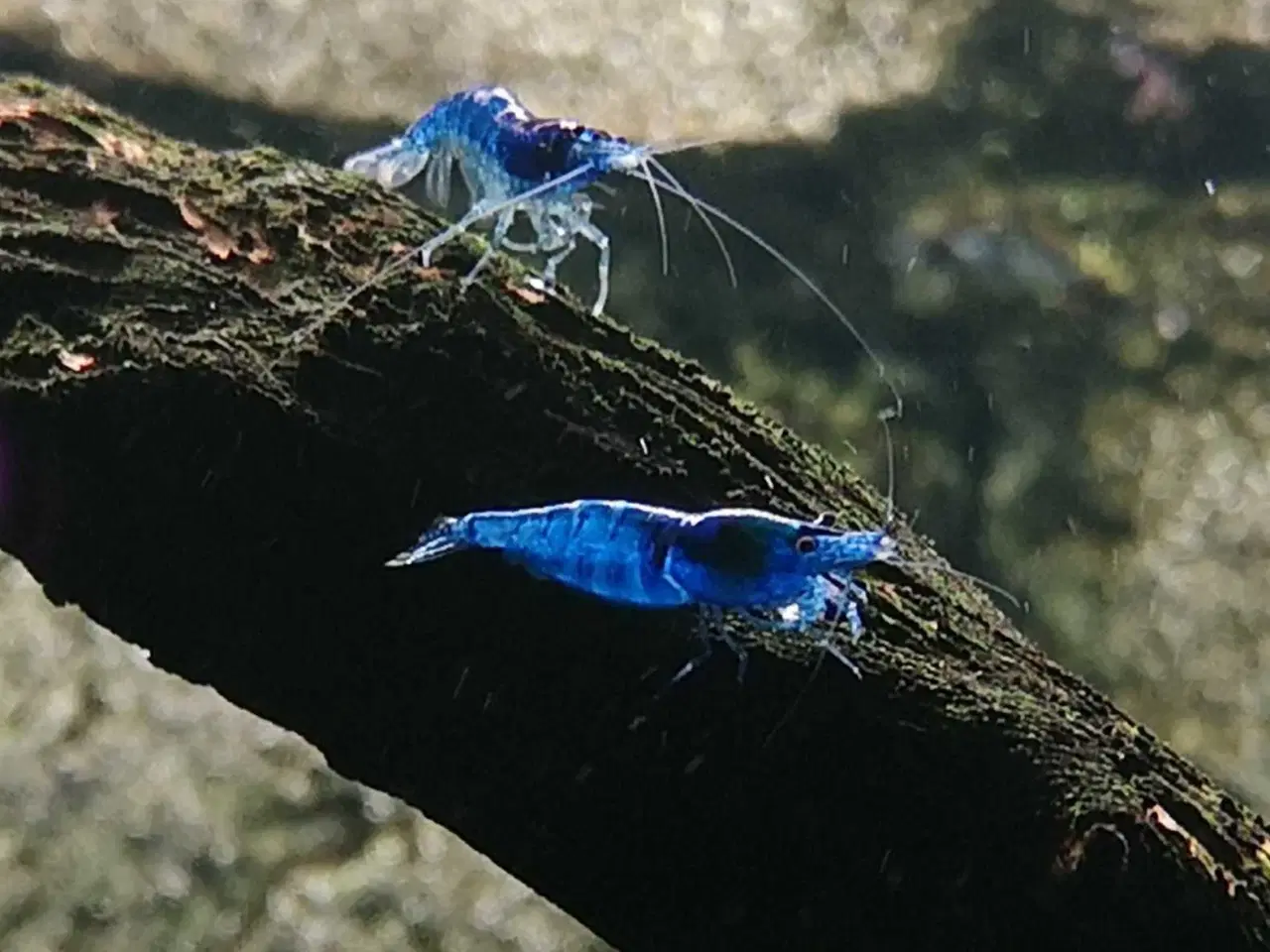 Billede 5 - Neocaridina Davidii, Blue Dream rejer.