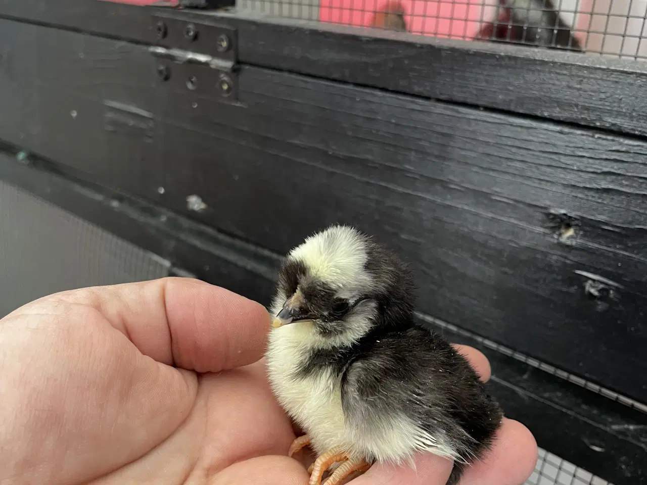 Billede 3 - Varmekrævende Kyllinger