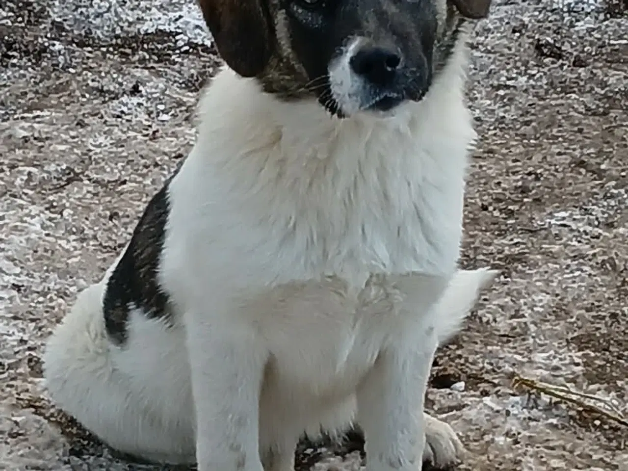 Billede 12 - Savannah drømmer om et hjem 🩷