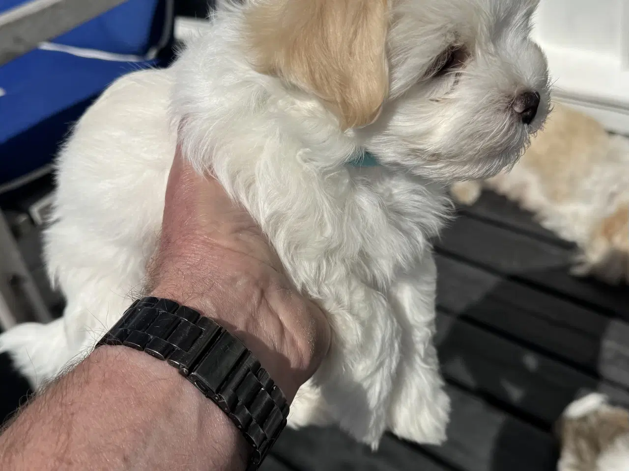 Billede 3 - Han, 7 uger