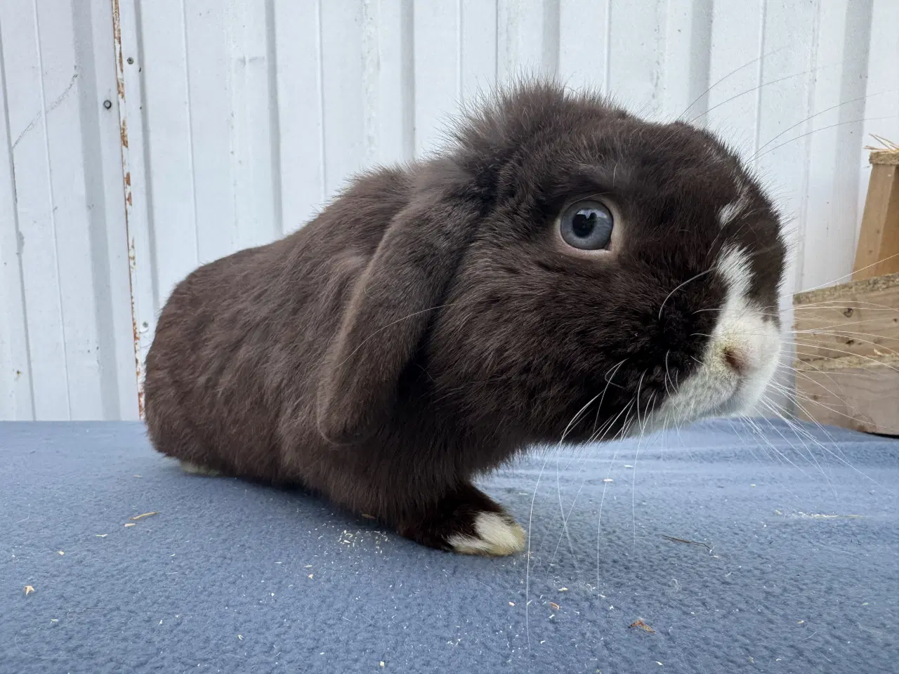 Billede 5 - Dværgvædder hankanin 2 år