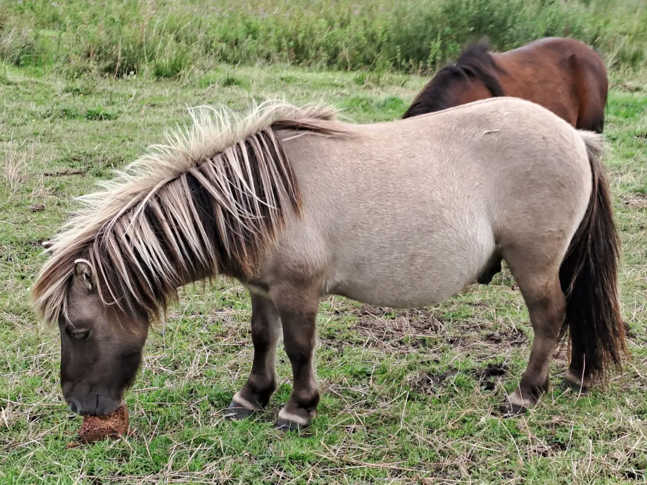 Billede 3 - Shetlandspony Vallak.