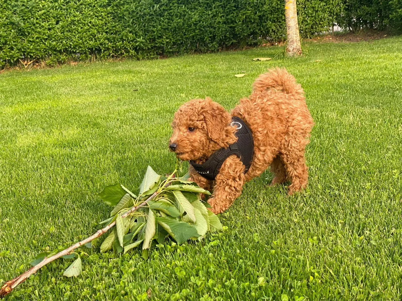 Billede 9 -  1 smuk mini Goldendoodle tilbage, doodle hvalpe