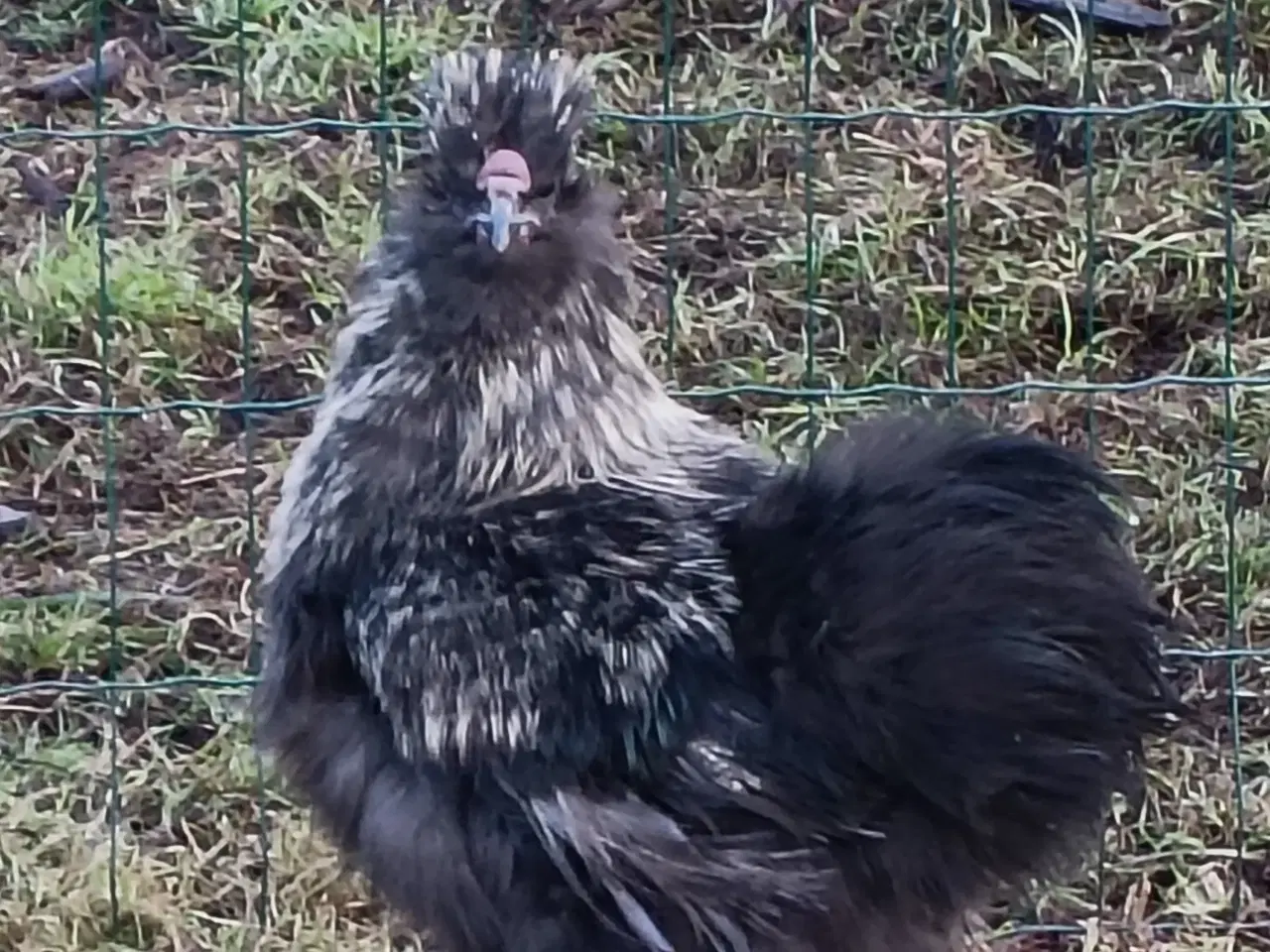 Billede 7 - Silke høns og Haner