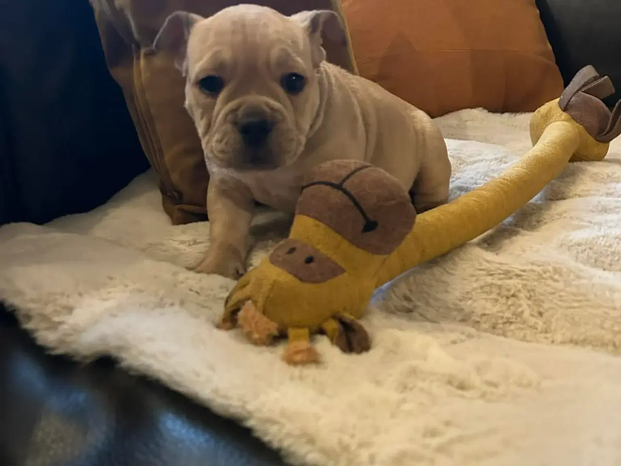 Billede 6 - New english bulldog