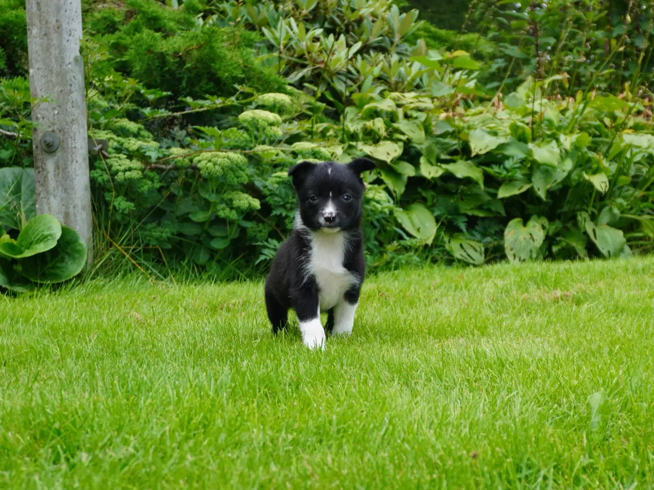 Billede 5 - Border Collie hvalpe