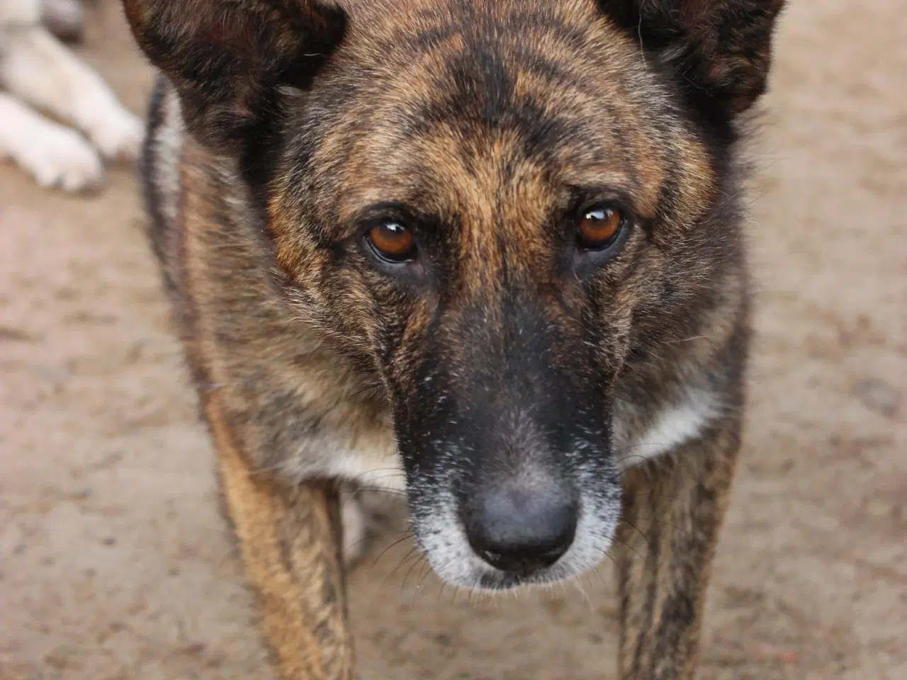 Billede 8 - Sibba og Kevin søger hjem sammen 🩷