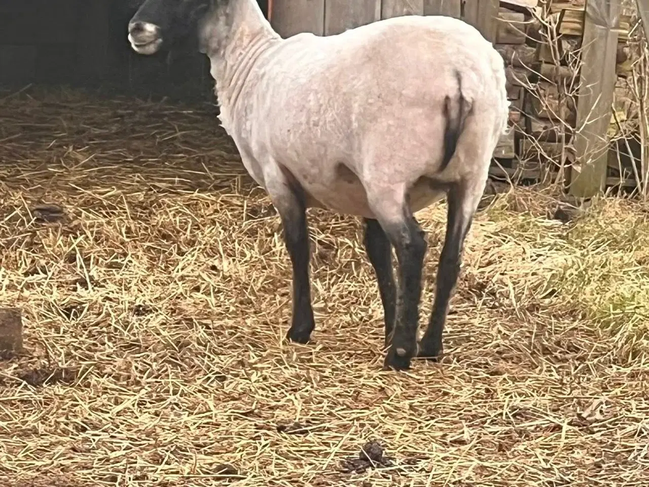 Billede 9 - Gotlænder - 2 får, 2 lam