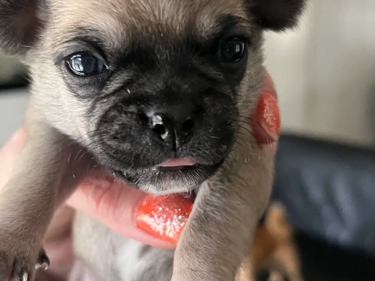 Billede 8 - Mops og malteser blanding 