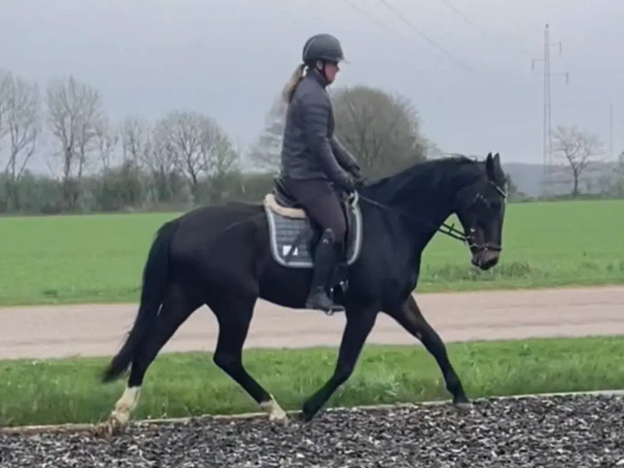Billede 1 - Vallak 3 år 167cm