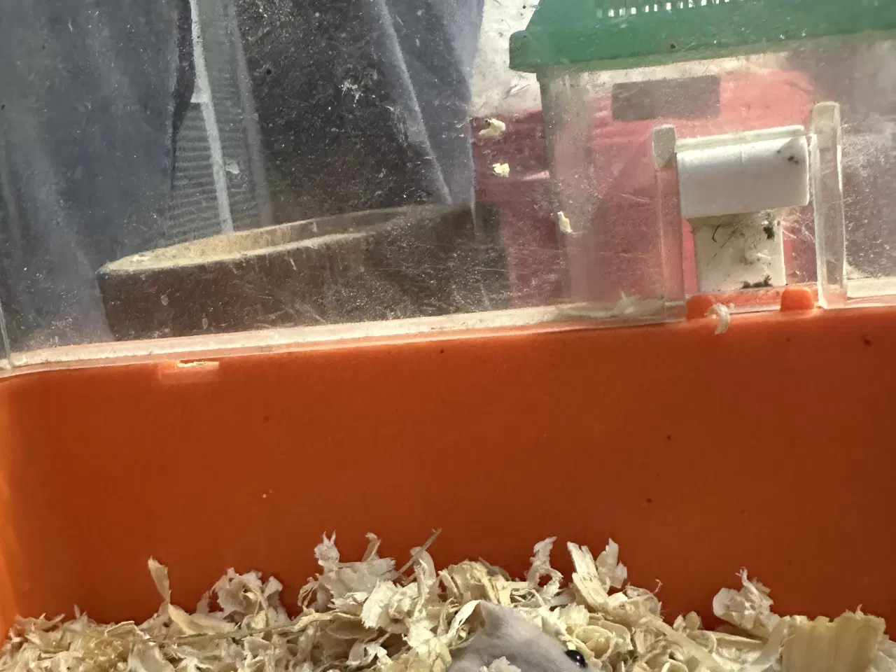 Billede 2 - Sød dværghamster sælges