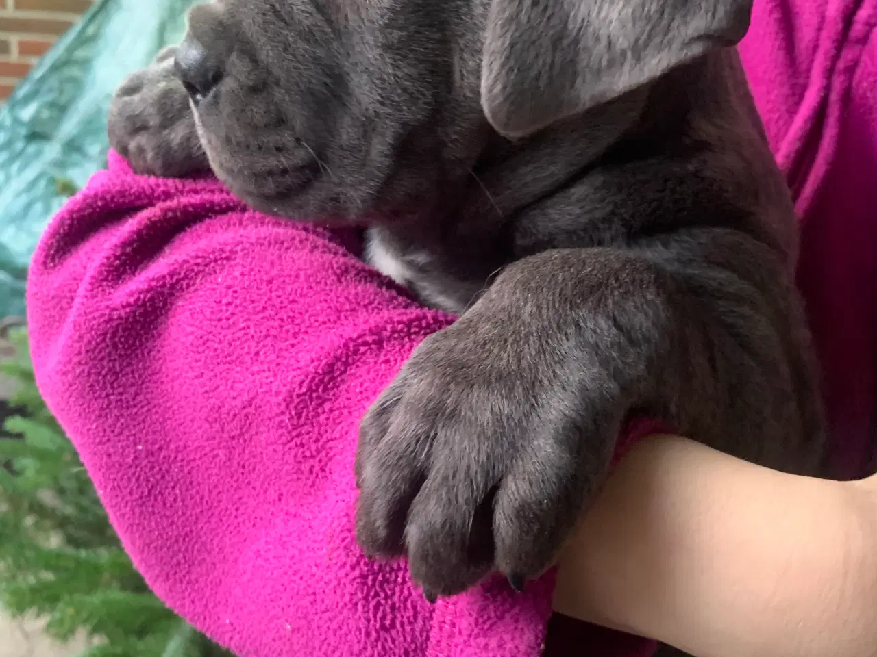 Billede 9 - Cane Corso Italiano hvalpe 