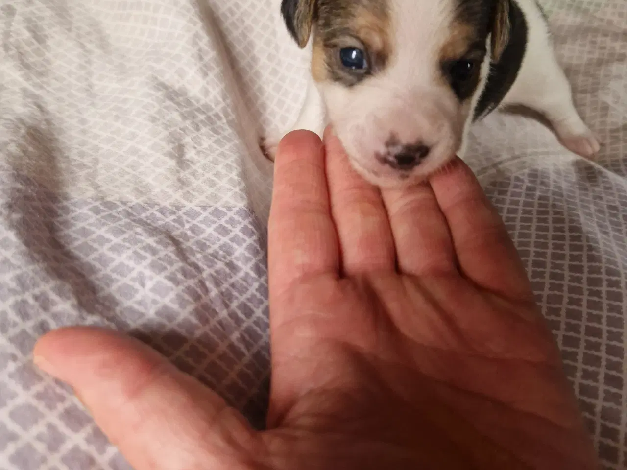 Billede 4 - Dansk svensk gårdhund jack russel
