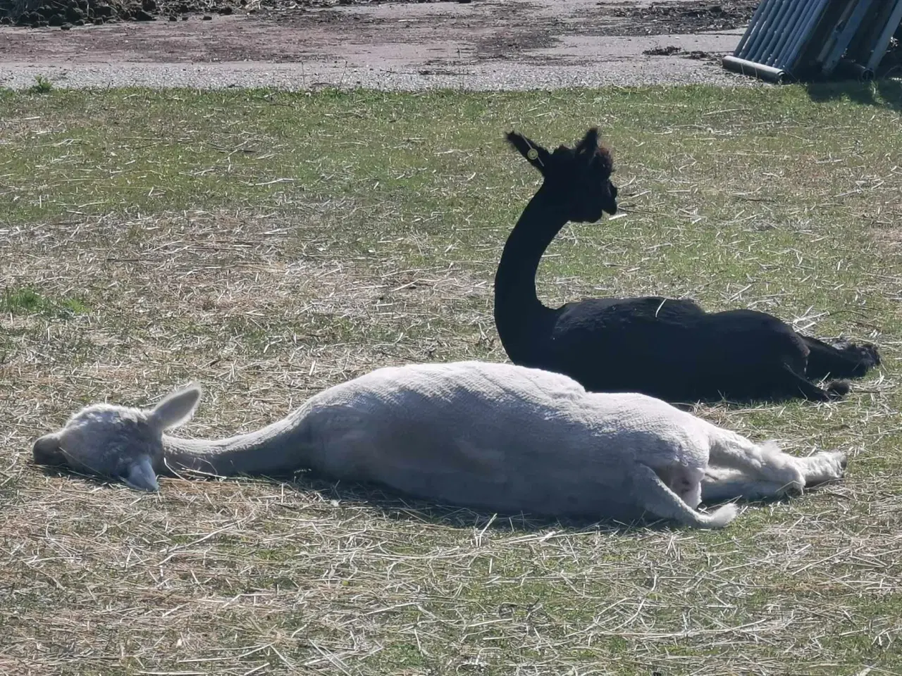 Billede 2 - Vil du havde dit eget uld i år. Her er 4 alpaca 