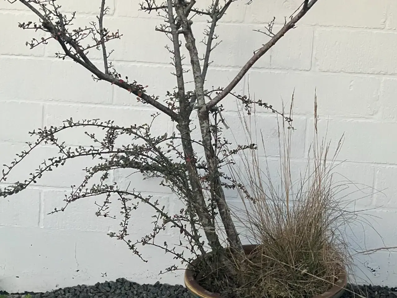 Billede 1 - Stor udekrukke inkl ukendt beplantning 